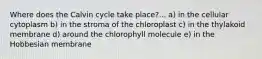 Where does the Calvin cycle take place?... a) in the cellular cytoplasm b) in the stroma of the chloroplast c) in the thylakoid membrane d) around the chlorophyll molecule e) in the Hobbesian membrane