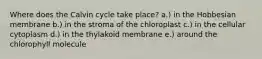 Where does the Calvin cycle take place? a.) in the Hobbesian membrane b.) in the stroma of the chloroplast c.) in the cellular cytoplasm d.) in the thylakoid membrane e.) around the chlorophyll molecule