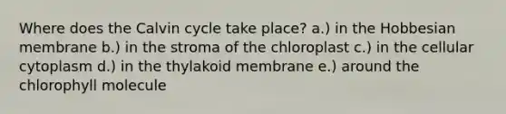 Where does the Calvin cycle take place? a.) in the Hobbesian membrane b.) in the stroma of the chloroplast c.) in the cellular cytoplasm d.) in the thylakoid membrane e.) around the chlorophyll molecule