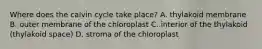 Where does the calvin cycle take place? A. thylakoid membrane B. outer membrane of the chloroplast C. interior of the thylakoid (thylakoid space) D. stroma of the chloroplast