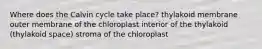 Where does the Calvin cycle take place? thylakoid membrane outer membrane of the chloroplast interior of the thylakoid (thylakoid space) stroma of the chloroplast