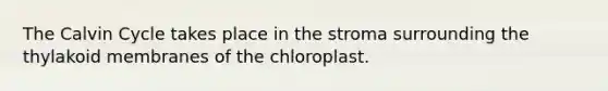 The Calvin Cycle takes place in the stroma surrounding the thylakoid membranes of the chloroplast.