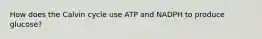 How does the Calvin cycle use ATP and NADPH to produce glucose?