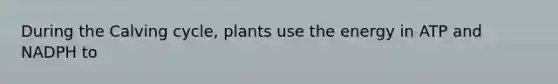 During the Calving cycle, plants use the energy in ATP and NADPH to