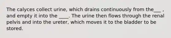 The calyces collect urine, which drains continuously from the___ , and empty it into the ____. The urine then flows through the renal pelvis and into the ureter, which moves it to the bladder to be stored.