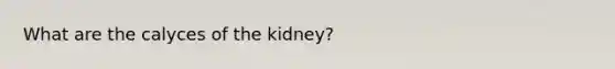 What are the calyces of the kidney?