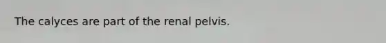 The calyces are part of the renal pelvis.