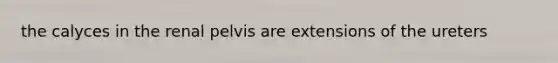 the calyces in the renal pelvis are extensions of the ureters