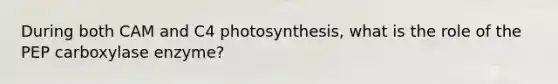 During both CAM and C4 photosynthesis, what is the role of the PEP carboxylase enzyme?