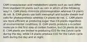 CAM (crassulacean acid metabolism) plants such as cacti differ from standard C4 plants such as corn in which of the following way? A. CAM plants minimize photorespiration whereas C4 plants do not. B. CAM plants use both mesophyll and bundle sheath leaf cells for photosynthesis whereas C4 plants do not. C. CAM plants are more efficient at producing sugar than C4 plants regardless of environmental conditions. D. CAM plants produce a 4-carbon molecule in the first step of carbon fixation, but C4 plants do not. E. CAM plants are limited to producing CO2 for the Calvin cycle during the day, while C4 plants produce CO2 for the Calvin cycle both during the day and at night.