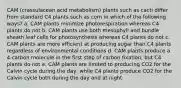 CAM (crassulacean acid metabolism) plants such as cacti differ from standard C4 plants such as corn in which of the following ways? a. CAM plants minimize photorespiration whereas C4 plants do not b. CAM plants use both mesophyll and bundle sheath leaf cells for photosynthesis whereas C4 plants do not c. CAM plants are more efficient at producing sugar than C4 plants regardless of environmental conditions d. CAM plants produce a 4-carbon molecule in the first step of carbon fixation, but C4 plants do not e. CAM plants are limited to producing CO2 for the Calvin cycle during the day, while C4 plants produce CO2 for the Calvin cycle both during the day and at night