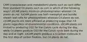 CAM (crassulacean acid metabolism) plants such as cacti differ from standard C4 plants such as corn in which of the following ways? a)CAM plants minimize photorespiration whereas C4 plants do not. b)CAM plants use both mesophyll and bundle sheath leaf cells for photosynthesis whereas C4 plants do not. c)CAM plants are more efficient at producing sugar than C4 plants regardless of environmental conditions. d)CAM plants are limited to producing CO2 for the Calvin cycle during the day, while C4 plants produce CO2 for the Calvin cycle both during the day and at night. e)CAM plants produce a 4-carbon molecule in the first step of carbon fixation, but C4 plants do not.