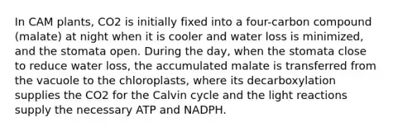 In CAM plants, CO2 is initially fixed into a four-carbon compound (malate) at night when it is cooler and water loss is minimized, and the stomata open. During the day, when the stomata close to reduce water loss, the accumulated malate is transferred from the vacuole to the chloroplasts, where its decarboxylation supplies the CO2 for the Calvin cycle and the <a href='https://www.questionai.com/knowledge/kSUoWrrvoC-light-reactions' class='anchor-knowledge'>light reactions</a> supply the necessary ATP and NADPH.