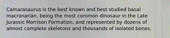 Camarasaurus is the best known and best studied basal macronarian, being the most common dinosaur in the Late Jurassic Morrison Formation, and represented by dozens of almost complete skeletons and thousands of isolated bones.