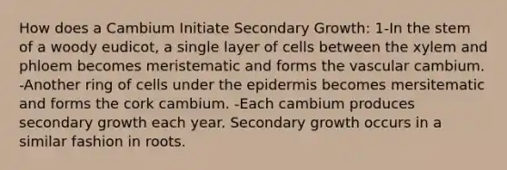 How does a Cambium Initiate Secondary Growth: 1-In the stem of a woody eudicot, a single layer of cells between the xylem and phloem becomes meristematic and forms the vascular cambium. -Another ring of cells under the epidermis becomes mersitematic and forms the cork cambium. -Each cambium produces secondary growth each year. Secondary growth occurs in a similar fashion in roots.