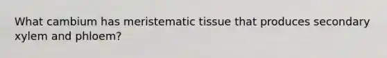 What cambium has meristematic tissue that produces secondary xylem and phloem?