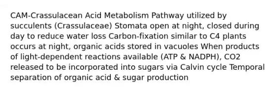 CAM-Crassulacean Acid Metabolism Pathway utilized by succulents (Crassulaceae) Stomata open at night, closed during day to reduce water loss Carbon-fixation similar to C4 plants occurs at night, organic acids stored in vacuoles When products of light-dependent reactions available (ATP & NADPH), CO2 released to be incorporated into sugars via Calvin cycle Temporal separation of organic acid & sugar production