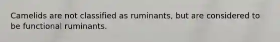 Camelids are not classified as ruminants, but are considered to be functional ruminants.