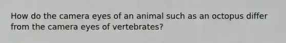 How do the camera eyes of an animal such as an octopus differ from the camera eyes of vertebrates?