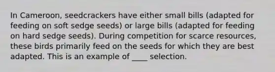 In Cameroon, seedcrackers have either small bills (adapted for feeding on soft sedge seeds) or large bills (adapted for feeding on hard sedge seeds). During competition for scarce resources, these birds primarily feed on the seeds for which they are best adapted. This is an example of ____ selection.