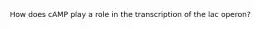 How does cAMP play a role in the transcription of the lac operon?