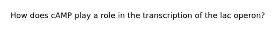 How does cAMP play a role in the transcription of the lac operon?