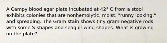 A Campy blood agar plate incubated at 42° C from a stool exhibits colonies that are nonhemolytic, moist, "runny looking," and spreading. The Gram stain shows tiny gram-negative rods with some S-shapes and seagull-wing shapes. What is growing on the plate?