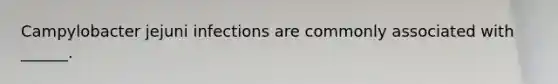 Campylobacter jejuni infections are commonly associated with ______.