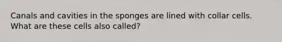 Canals and cavities in the sponges are lined with collar cells. What are these cells also called?