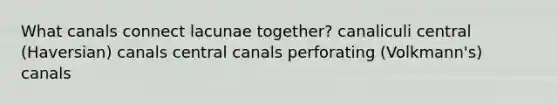 What canals connect lacunae together? canaliculi central (Haversian) canals central canals perforating (Volkmann's) canals