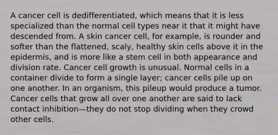 A cancer cell is dedifferentiated, which means that it is less specialized than the normal cell types near it that it might have descended from. A skin cancer cell, for example, is rounder and softer than the flattened, scaly, healthy skin cells above it in the epidermis, and is more like a stem cell in both appearance and division rate. Cancer cell growth is unusual. Normal cells in a container divide to form a single layer; cancer cells pile up on one another. In an organism, this pileup would produce a tumor. Cancer cells that grow all over one another are said to lack contact inhibition—they do not stop dividing when they crowd other cells.