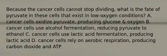 Because the cancer cells cannot stop dividing, what is the fate of pyruvate in these cells that exist in low-oxygen conditions? A. cancer cells oxidize pyruvate, producing glucose & oxygen B. cancer cells use alcohol fermentation, reducing pyruvate to ethanol C. cancer cells use lactic acid fermentation, producing lactic acid D. cancer cells rely on <a href='https://www.questionai.com/knowledge/kyxGdbadrV-aerobic-respiration' class='anchor-knowledge'>aerobic respiration</a>, producing carbon dioxide and ATP