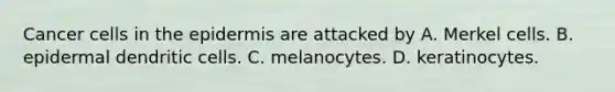 Cancer cells in the epidermis are attacked by A. Merkel cells. B. epidermal dendritic cells. C. melanocytes. D. keratinocytes.