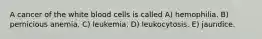 A cancer of the white blood cells is called A) hemophilia. B) pernicious anemia. C) leukemia. D) leukocytosis. E) jaundice.