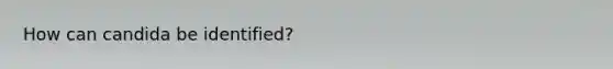 How can candida be identified?