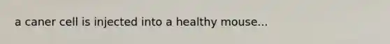 a caner cell is injected into a healthy mouse...