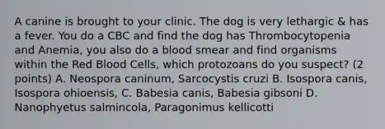 A canine is brought to your clinic. The dog is very lethargic & has a fever. You do a CBC and find the dog has Thrombocytopenia and Anemia, you also do a blood smear and find organisms within the Red Blood Cells, which protozoans do you suspect? (2 points) A. Neospora caninum, Sarcocystis cruzi B. Isospora canis, Isospora ohioensis, C. Babesia canis, Babesia gibsoni D. Nanophyetus salmincola, Paragonimus kellicotti