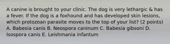 A canine is brought to your clinic. The dog is very lethargic & has a fever. If the dog is a foxhound and has developed skin lesions, which protozoan parasite moves to the top of your list? (2 points) A. Babesia canis B. Neospora caninum C. Babesia gibsoni D. Isospora canis E. Leishmania infantum