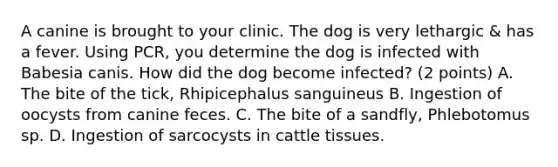 A canine is brought to your clinic. The dog is very lethargic & has a fever. Using PCR, you determine the dog is infected with Babesia canis. How did the dog become infected? (2 points) A. The bite of the tick, Rhipicephalus sanguineus B. Ingestion of oocysts from canine feces. C. The bite of a sandfly, Phlebotomus sp. D. Ingestion of sarcocysts in cattle tissues.