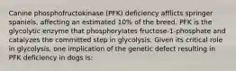 Canine phosphofructokinase (PFK) deficiency afflicts springer spaniels, affecting an estimated 10% of the breed. PFK is the glycolytic enzyme that phosphorylates fructose-1-phosphate and catalyzes the committed step in glycolysis. Given its critical role in glycolysis, one implication of the genetic defect resulting in PFK deficiency in dogs is: