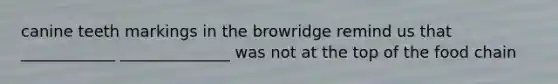 canine teeth markings in the browridge remind us that ____________ ______________ was not at the top of the food chain