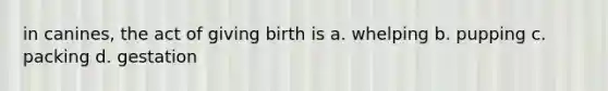 in canines, the act of giving birth is a. whelping b. pupping c. packing d. gestation