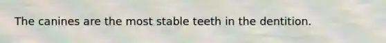 The canines are the most stable teeth in the dentition.