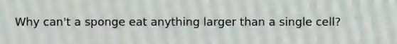 Why can't a sponge eat anything larger than a single cell?