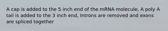 A cap is added to the 5 inch end of the mRNA molecule, A poly A tail is added to the 3 inch end, Introns are removed and exons are spliced together