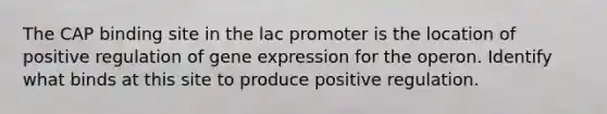 The CAP binding site in the lac promoter is the location of positive regulation of gene expression for the operon. Identify what binds at this site to produce positive regulation.