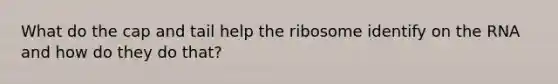 What do the cap and tail help the ribosome identify on the RNA and how do they do that?