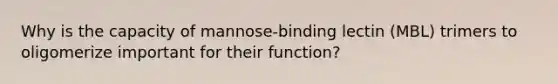 Why is the capacity of mannose-binding lectin (MBL) trimers to oligomerize important for their function?