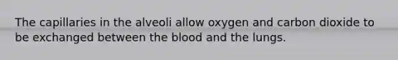 The capillaries in the alveoli allow oxygen and carbon dioxide to be exchanged between <a href='https://www.questionai.com/knowledge/k7oXMfj7lk-the-blood' class='anchor-knowledge'>the blood</a> and the lungs.