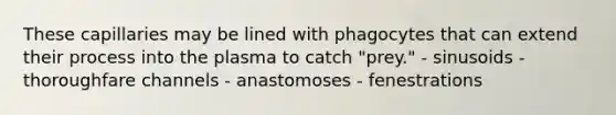 These capillaries may be lined with phagocytes that can extend their process into the plasma to catch "prey." - sinusoids - thoroughfare channels - anastomoses - fenestrations